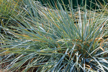 Naklejka na ściany i meble Cultivar blue-lyme grass (Leymus arenarius, Poaceae) in the summer garden