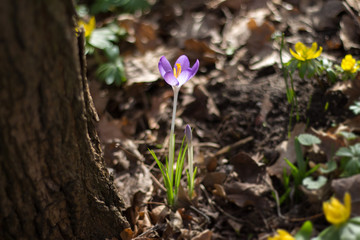 Enchanted Crocus