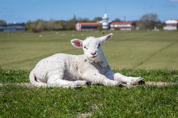 Obraz premium Schaaf auf dem Deich 