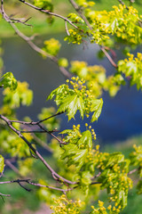 flowering maple with river in the background