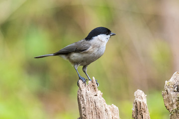 Cincia Bigia