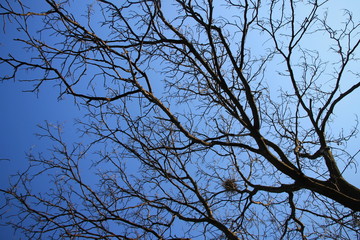 Walnut tree without leaves with blue sky in background 