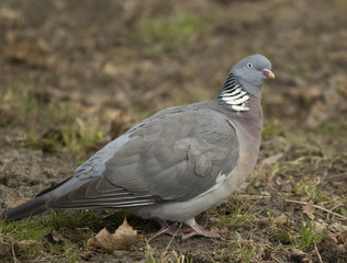 Wood Pigeon 