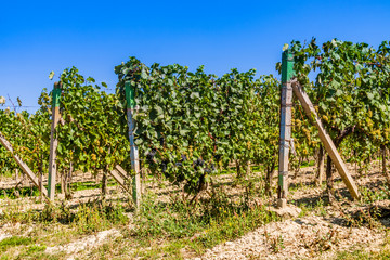 Fototapeta na wymiar Moravian vineyard, Czech republic