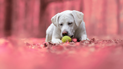 junger labrador retriever hund welpe spielt mit einem ball - abstrakter rosa pinker hintergrund 