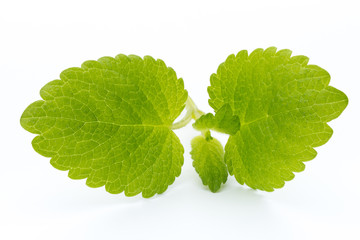 Fresh mint leaves isolated on white background. © gitusik