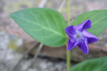 fiore viola