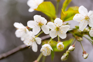 Naklejka na ściany i meble Cherry blossom in spring for background.