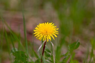 Dandelion