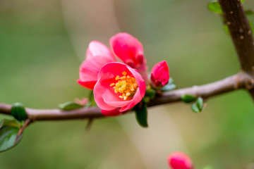 Obraz premium Cherry blossom in spring for background.