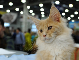  Maine Coon at cat show in Moscow.