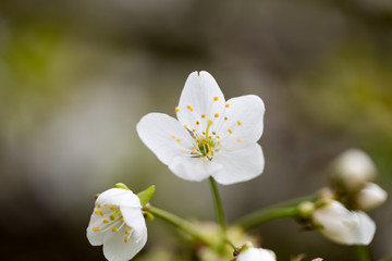 Cherry blossom in spring for background.