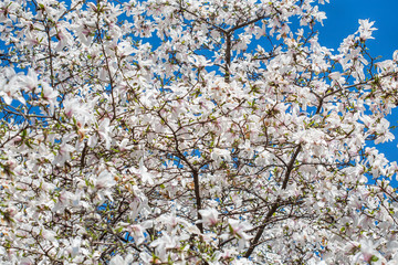 a white magnolia tree against a blue sky