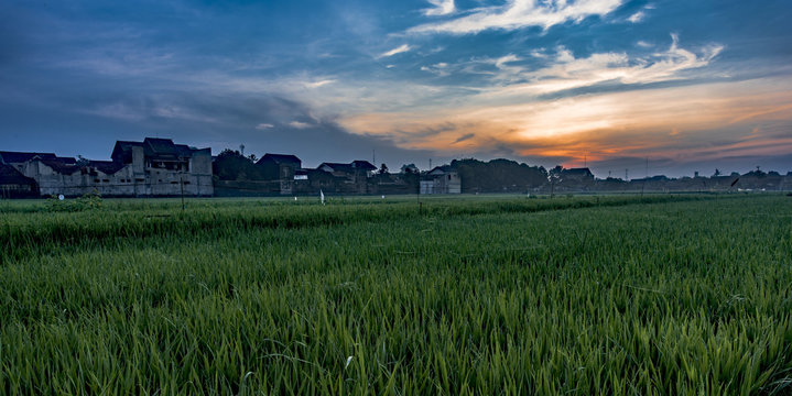 Sunrise in rice field