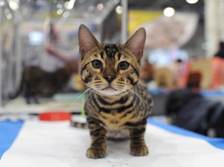 Naklejka premium Bengal cat at cat show in Moscow.