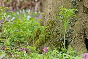 Vielblütige Weißwurz (Polygonatum multiflorum)

