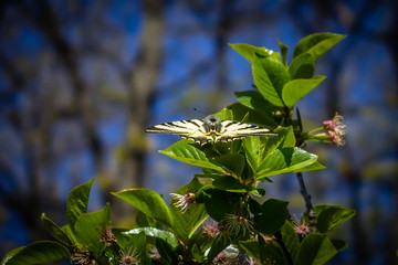 Beautiful butterfly  with open wings on a green leaf