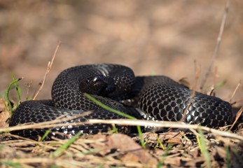 Black dangerous snake at the leaves at forest curled up in the ball