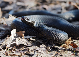 Black dangerous snake at the leaves at forest curled up in a ball tongue out