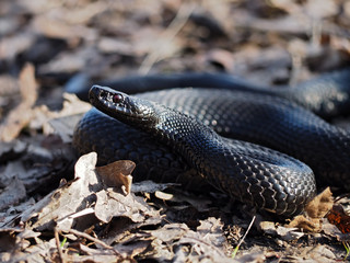 Black dangerous snake at leaves at the forest curled up in a ball