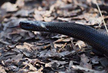 Black dangerous snake creeps at leaves at the forest