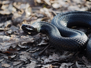 Black dangerous snake creeps at the leaves at the forest