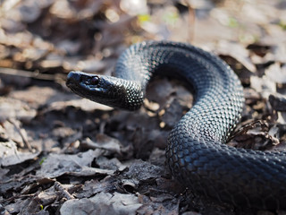 Black dangerous snake creeps at the leaves at forest