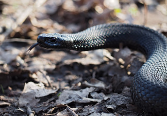 Black dangerous snake creeps at leaves at forest