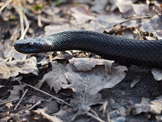 Black beautifull dangerous snake creeps at the leaves at the forest