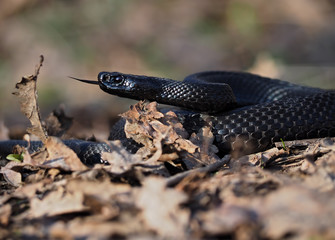 Black beautifull dangerous snake creeps at the leaves at forest view from down tongue out