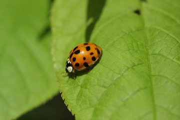 Obraz premium Coccinelle Asiatique (Harmonia axyridis f. succinea)