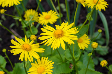 Spring background with beautiful yellow flowers