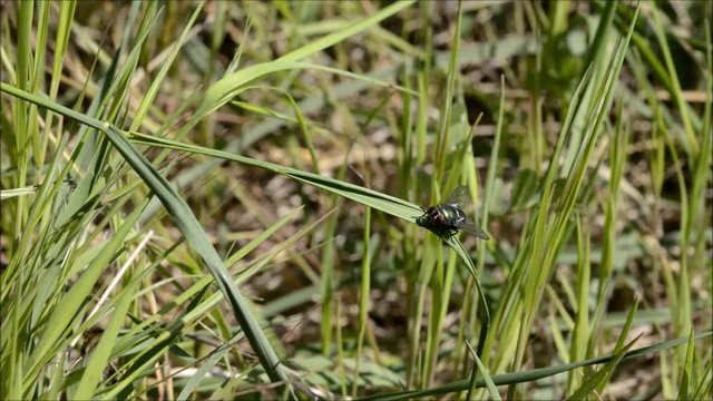 Mosca verde su erba