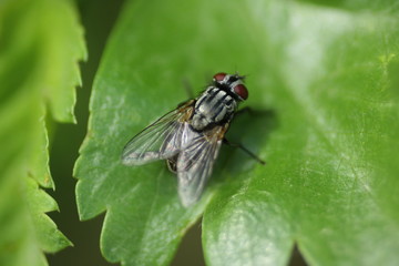 Fototapeta premium Mouche à damier (Sarcophaga spec.)