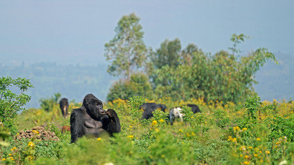 Mountain Gorilla Silverback in Virunga National Park, Democratic Republic of Congo © Janos