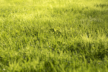 Obraz premium Fresh grass in the sunlight.