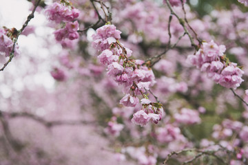 Pink Cherry Blossoms