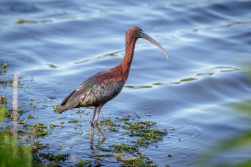 Great Blue Heron in flight wings upward close up over blue water