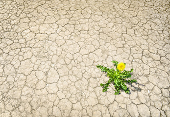 bl&uuml;hender L&ouml;wenzahn auf ausgetrocknetem Boden