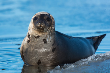 Naklejka premium Harp Seal