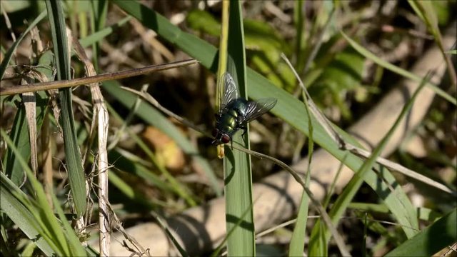 mosca verde sul prato