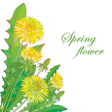 Vector bouquet with outline yellow Dandelion or Taraxacum flower, bud and green leaves isolated on white background. Ornate floral elements for spring design and greeting card in contour style.