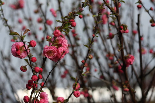 Prunus triloba, mandelbaum, rosa, bl&uuml;ten, bl&uuml;he