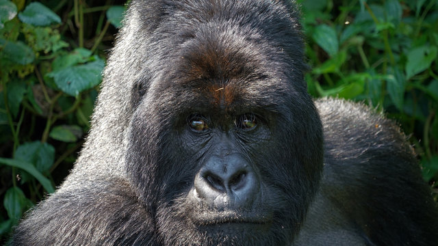 Silverback Images – Browse 73,706 Stock Photos, Vectors, and Video ...