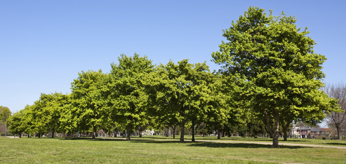 Row of spring trees under blue sky with grass in foreground.