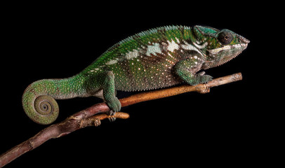 Panther chameleon Furcifer pardalis Antalaha