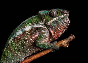 Obraz premium Panther chameleon Furcifer pardalis Antalaha