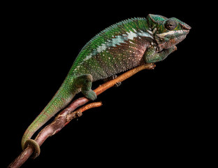 Panther chameleon Furcifer pardalis Antalaha