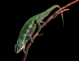 Panther chameleon Furcifer pardalis Antalaha