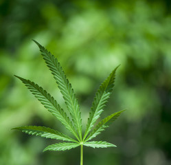 Hand holding Young leaf of marijuana.